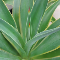 Agave Desmettiana Variegata