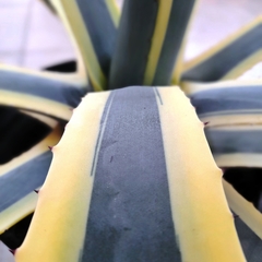 Agave Pita - comprar online