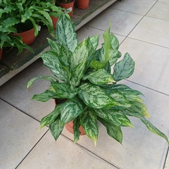 Aglaonema común - tienda online