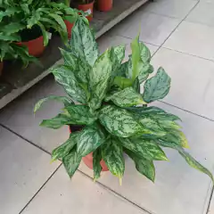 Aglaonema común - tienda online