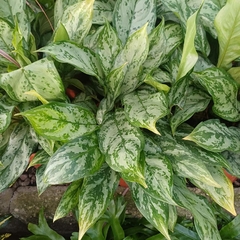 Aglaonema común - comprar online