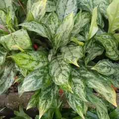 Aglaonema común - comprar online