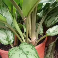 Aglaonema común en internet