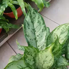 Aglaonema común