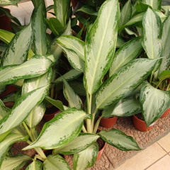 Aglaonema Emerald Bay - comprar online