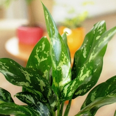 Aglaonema María