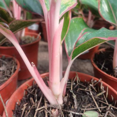 Aglaonema Roja - tienda online