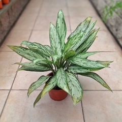 Imagen de Aglaonema Silver Queen
