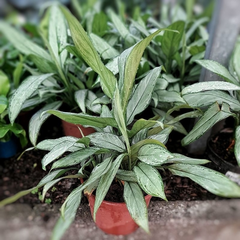 Aglaonema Silver Queen - Vivero Mario