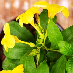 Allamanda - Vivero Mario