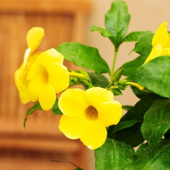 Allamanda