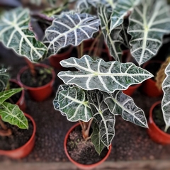 Alocasia Amazónica - tienda online