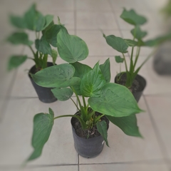 Alocasia Cucullata - comprar online