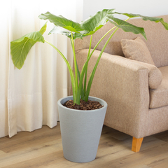 Alocasia Oreja de Elefante