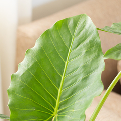 Alocasia Oreja de Elefante - Vivero Mario