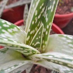 Aloe Variegata