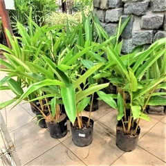 Alpinia zerumbet - comprar online