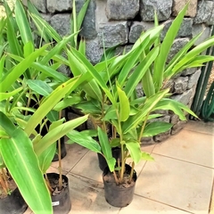 Alpinia zerumbet