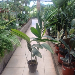 Alpinia zerumbet - Vivero Mario