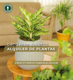 Alquier de Plantas