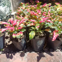 Alternanthera - tienda online