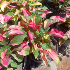 Alternanthera en internet