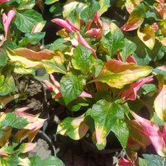 Alternanthera