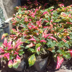 Alternanthera en internet