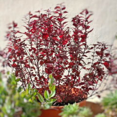 Alternanthera en internet