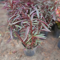 Alternanthera - tienda online