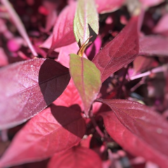 Alternanthera - comprar online
