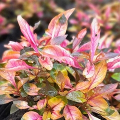 Alternanthera - Vivero Mario