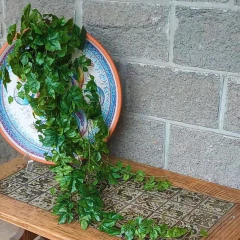 Ampelopsis (Artificial) - comprar online