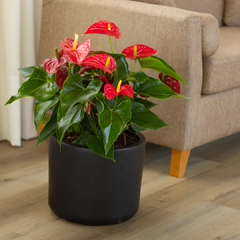 Anthurium en internet
