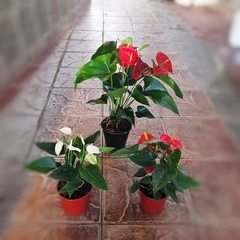 Anthurium en internet