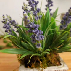 Antique Trapecio con Lavanda (Artificial) en internet