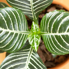 Aphelandra Squarrosa - tienda online