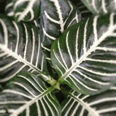 Aphelandra Squarrosa - comprar online