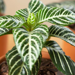 Aphelandra Squarrosa - Vivero Mario