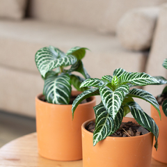 Aphelandra Squarrosa en internet