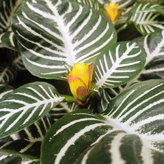 Aphelandra Squarrosa - comprar online