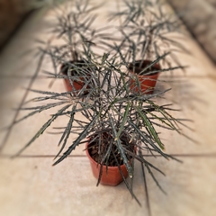 Aralia Elegantísima - comprar online