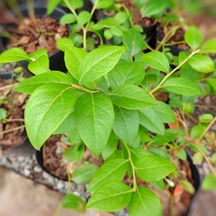 Arándano