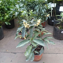 Ardisia en internet