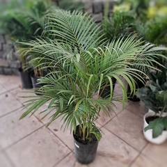 Imagen de Areca