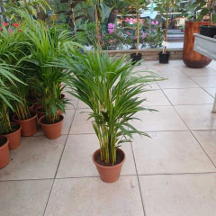 Areca - tienda online