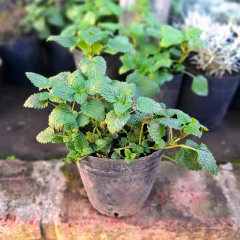 Imagen de Aromáticas