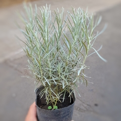 Imagen de Aromáticas