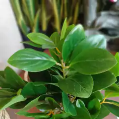 Peperomia (Artificial) en internet