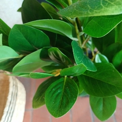 Peperomia (Artificial)